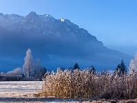 Schilffeld im Sonnenschein mit Zahmem Kaiser dahinter